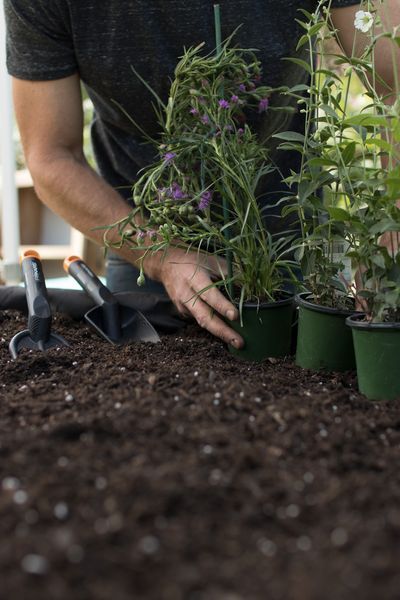 Розпушувач Fiskars Solid 30,7 см, 82г (культиватор ручний) 1001600 фото