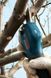 Секатор Bosch Pro Pruner SOLO аккумуляторный, 12В, 3.0 Ач, до 25мм, 1кг 0.601.9K1.020 фото 6