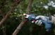 Секатор Bosch Pro Pruner SOLO аккумуляторный, 12В, 3.0 Ач, до 25мм, 1кг 0.601.9K1.020 фото 2